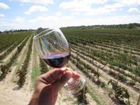 Panoramafahrt in den Norden Maltas - Weingut 