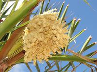 Gozo Inselrundfahrt - Ggantija Tempel