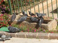 Vogeltränke im Oberen Barrakka Garten Valletta.