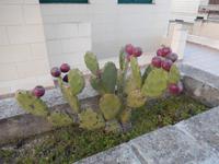 Kakteen sind auf Malta weit verbreitet.