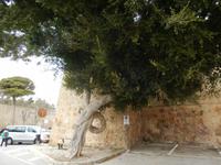 Ein sehr markanter Baum steht am unteren Stadttor von Mdina.