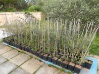 Natürlich werden nicht nur Oliven geerntet, sondern auch neue Bäume gezüchtet.