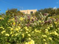 Auch hier: Kakteen mit Katusfeigen.