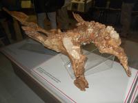 Der Unterkiefer eines Flusspferdes.