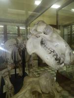 Verschiedene Tierarten wurden in der Dhar Galam Höhle gefunden.