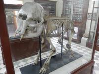 Heute sind sie dort in einem Museum ausgestellt. Für Menschen damals wirkte dieses Exemplar wie der Schädel eines Zyklopen.