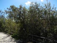 Der Johannisbrotbaum ist für die Herstellung von Sirup und Likör sehr beliebt auf Malta.