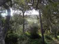 Für uns etwas ganz normales, für die Malteser ein absolutes Unikum: Ein Wald (Buskett Gardens).