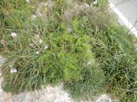 Am Straßenrand fanden wir Fenchel und wilden Thymian.