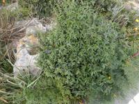 Roswitha zeigte uns außerdem das Asphaltkraut. Wer ein Blatt in den Fingern zerreibt, weiß sofort, warum die Pflanze so heißt.