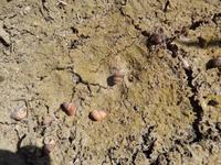 Einheimische Schnecken.