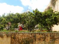 Aufgrund der Wärmeentwicklung eignen sich alte Steinbrüche hervorragend als Orangenplantage.