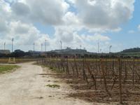 Zu dieser Jahreszeit wuchs allerdings noch nicht all zu viel an den Weinreben.