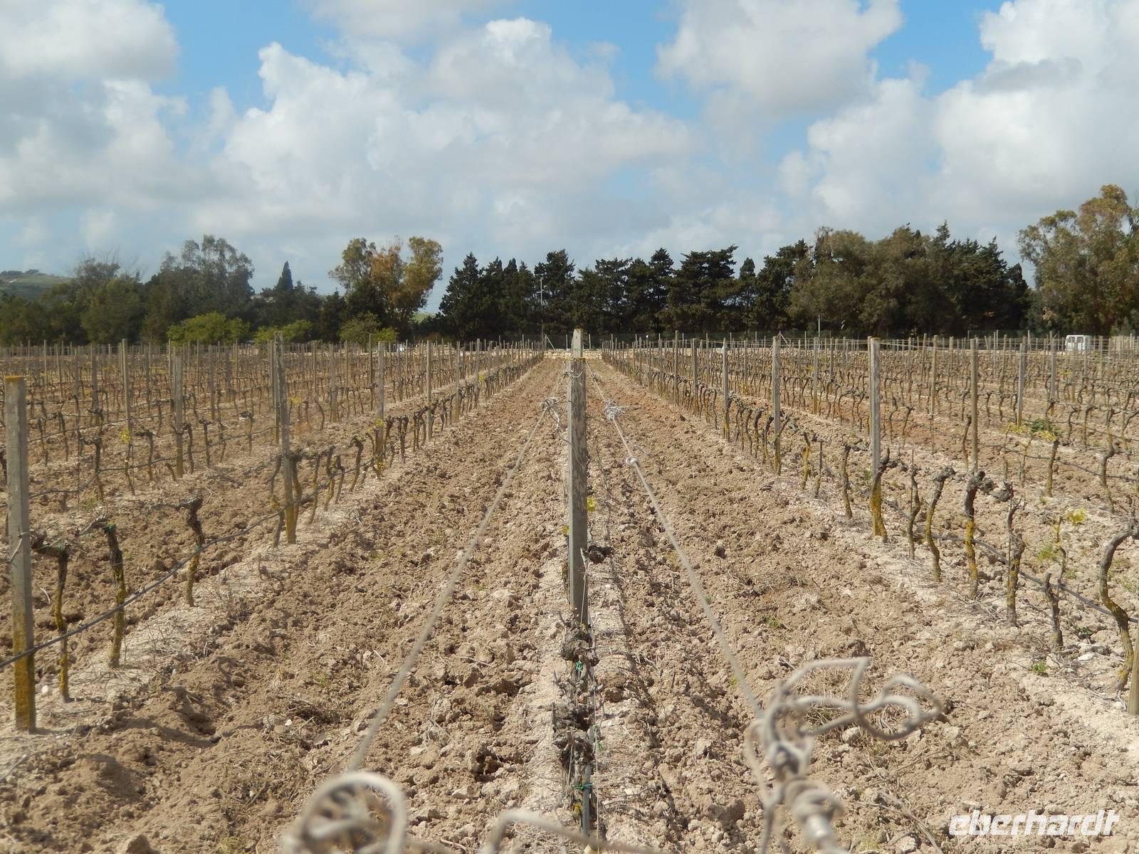 Auf etwa 19 Hektar Land wird in Ta' Qali auf dem Weingut Meridiana der Wein angebaut.