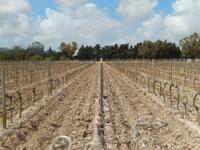 Auf etwa 19 Hektar Land wird in Ta' Qali auf dem Weingut Meridiana der Wein angebaut.