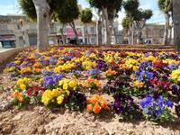 Trotz Wasserknappheit lässt man es sich nicht nehmen, bunte Blumen anzupflanzen.