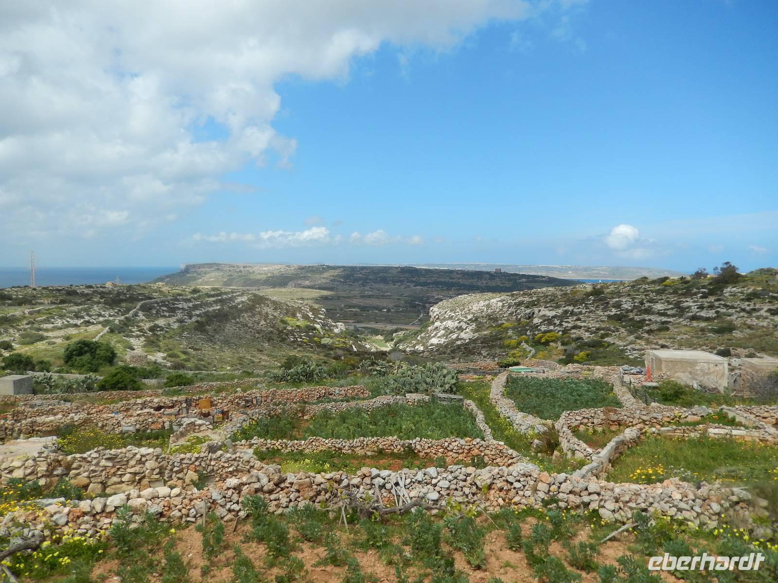 Die maltesische Landschaft zwischen Mellieha Bay und Anchor Bay mit den typischen Trockenmauern.