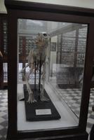 Bärenskelett in der Ausstellung neben der Ghar Dalam Höhle