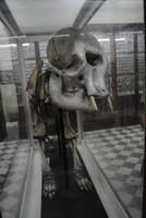 Elefantenskelett in der Ausstellung neben der Ghar Dalam Höhle