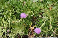 Maltas Nationalpflanze