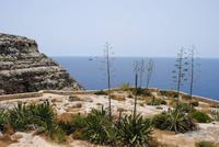 blühende Agaven über der Blauen Grotte