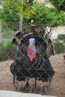 Limestone Heritage Museum