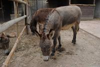 Limestone Heritage Museum