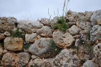 Ggantija Tempel auf Gozo