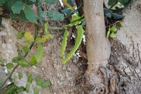 Johannisbrot-Schoten