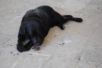 Samys Hund isst einen Tannenzapfen