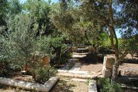 Olivenfarm von Samy Cremona