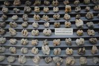 Museum der Höhle von Ghar Dalam