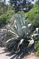 Buskett Gardens