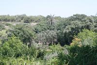 Buskett Gardens