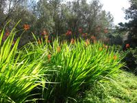 Buskett Gardens