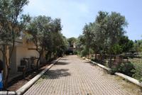 Cremona-Olivenfarm