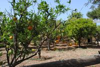 Cremona-Olivenfarm
