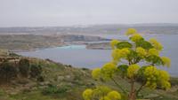 DSC03962- liebliches  Malta