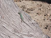 DSCN0021  Einwohner