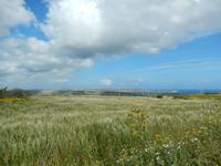 Die Mellieha Bay.