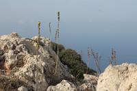 Dingli Klippen (2)