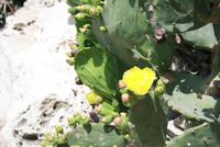 Kakteenblüte