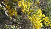 Korsika - Prunelli-Schlucht - Ginster