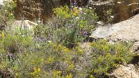 Korsika - Prunelli-Schlucht