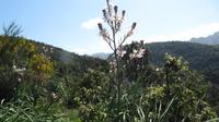 Korsika -