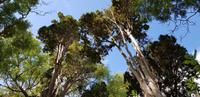 Malta - San Anton Gardens bei Attard