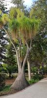 Malta - San Anton Gardens bei Attard
