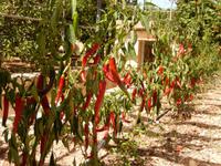 Olivenfarm