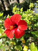 Rhodos
