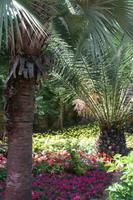 San Anton Garden
